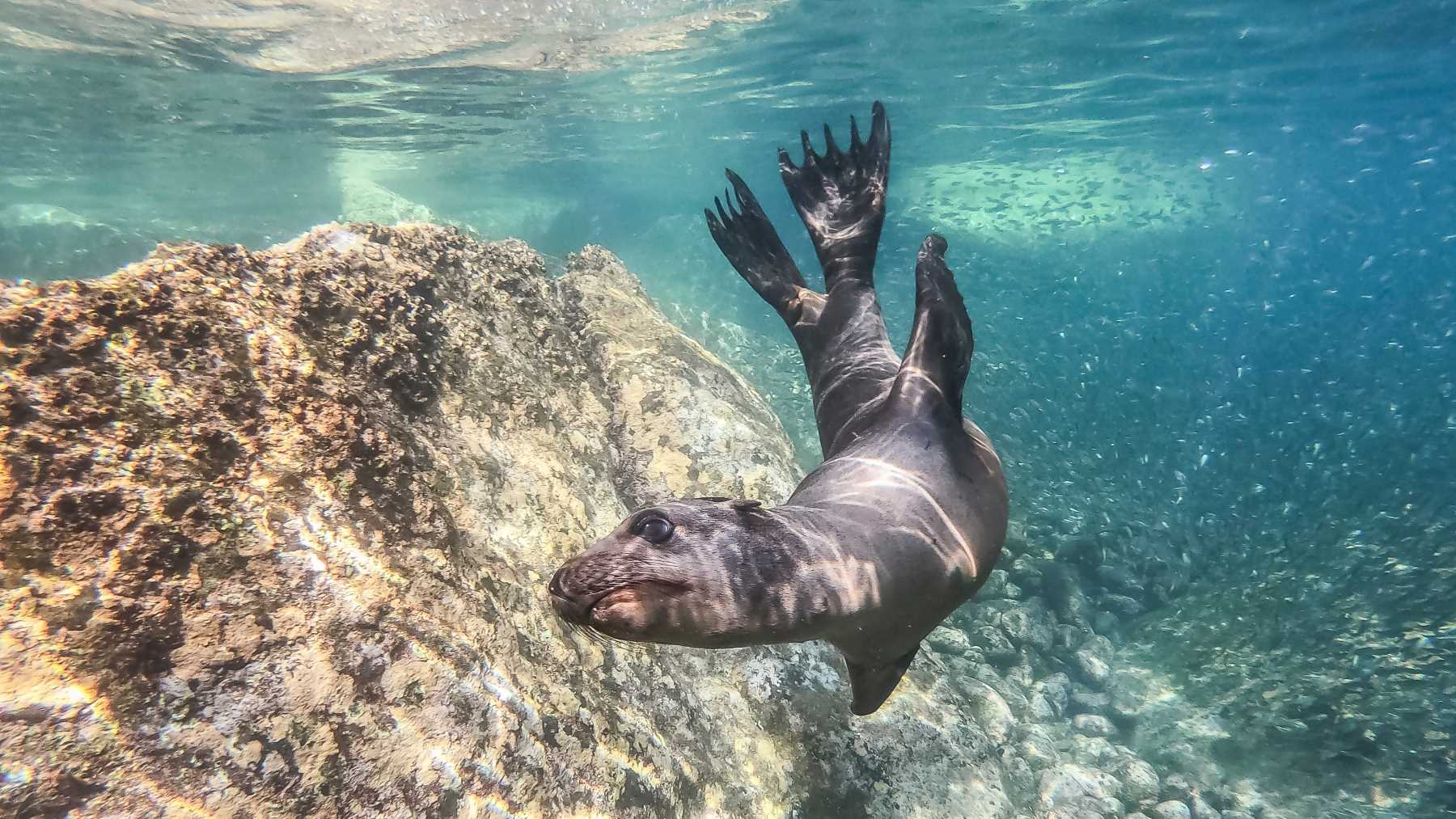 wide angle underwater photography