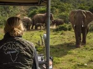 Wildlife filmmaking course student elephants