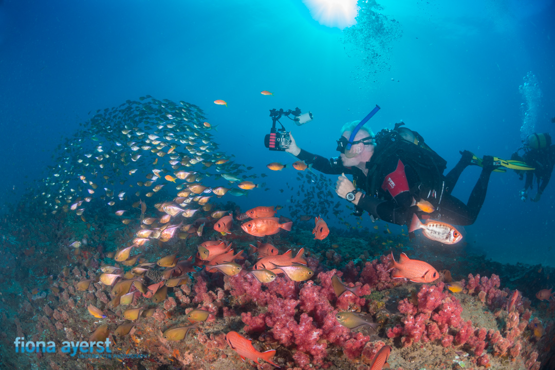 underwater photography reef