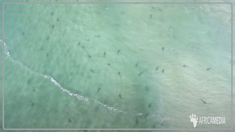 Bronze whaler shark aggregration
