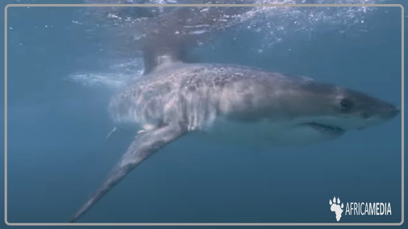 Great white sharks underwater in blue water
