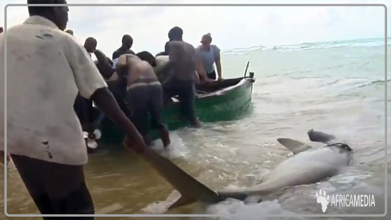 Shark fishing in Mozambique
