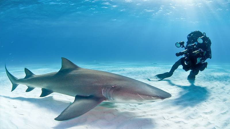 Shark underwater media courses photography filmmaking