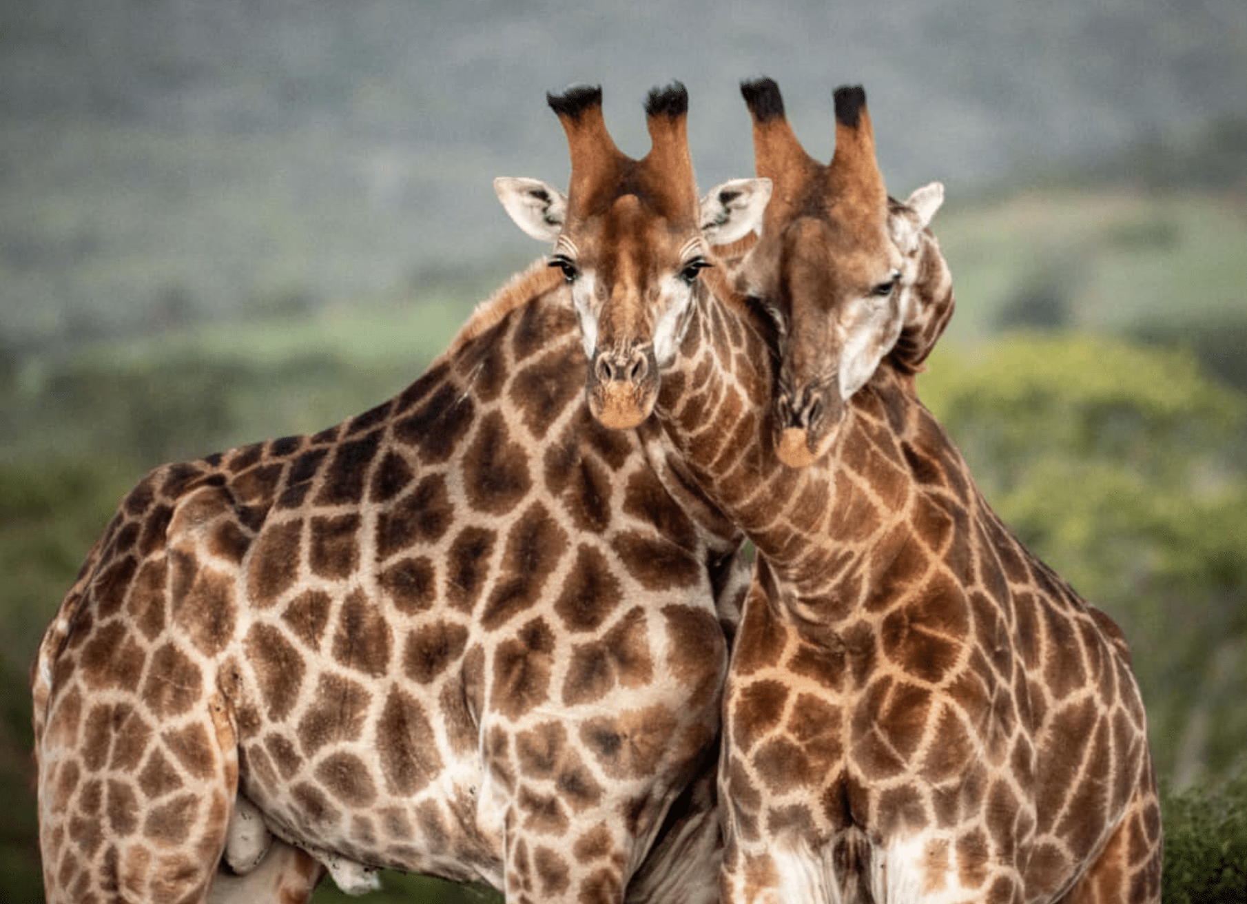 Two giraffes embracing with their necks intertwined