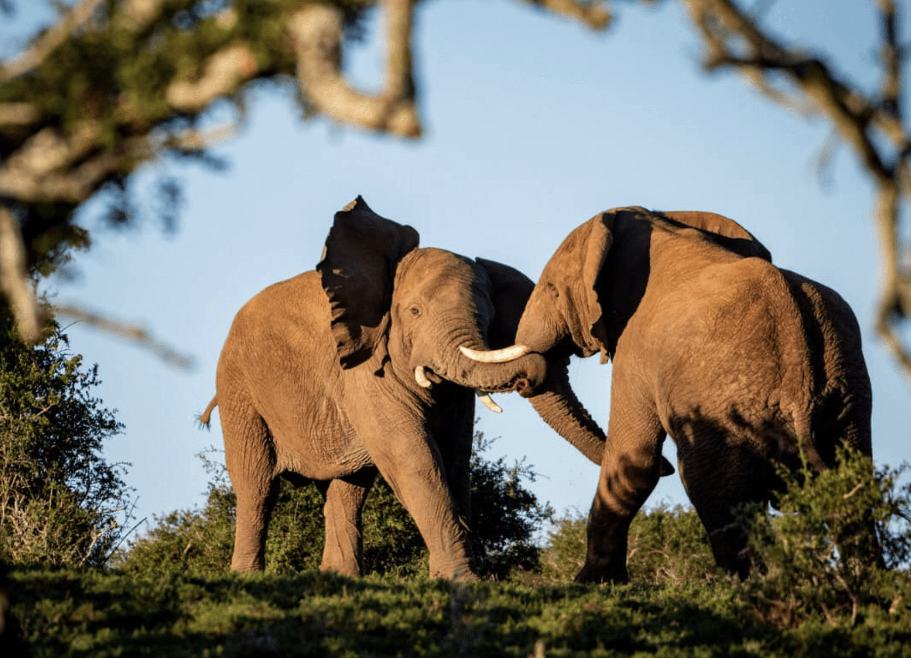 African elephants jostling during a wildlife safari in South Africa