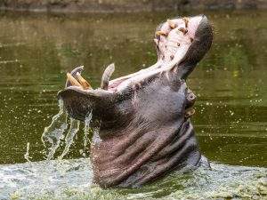 Wildlife & Travel Photojournalism