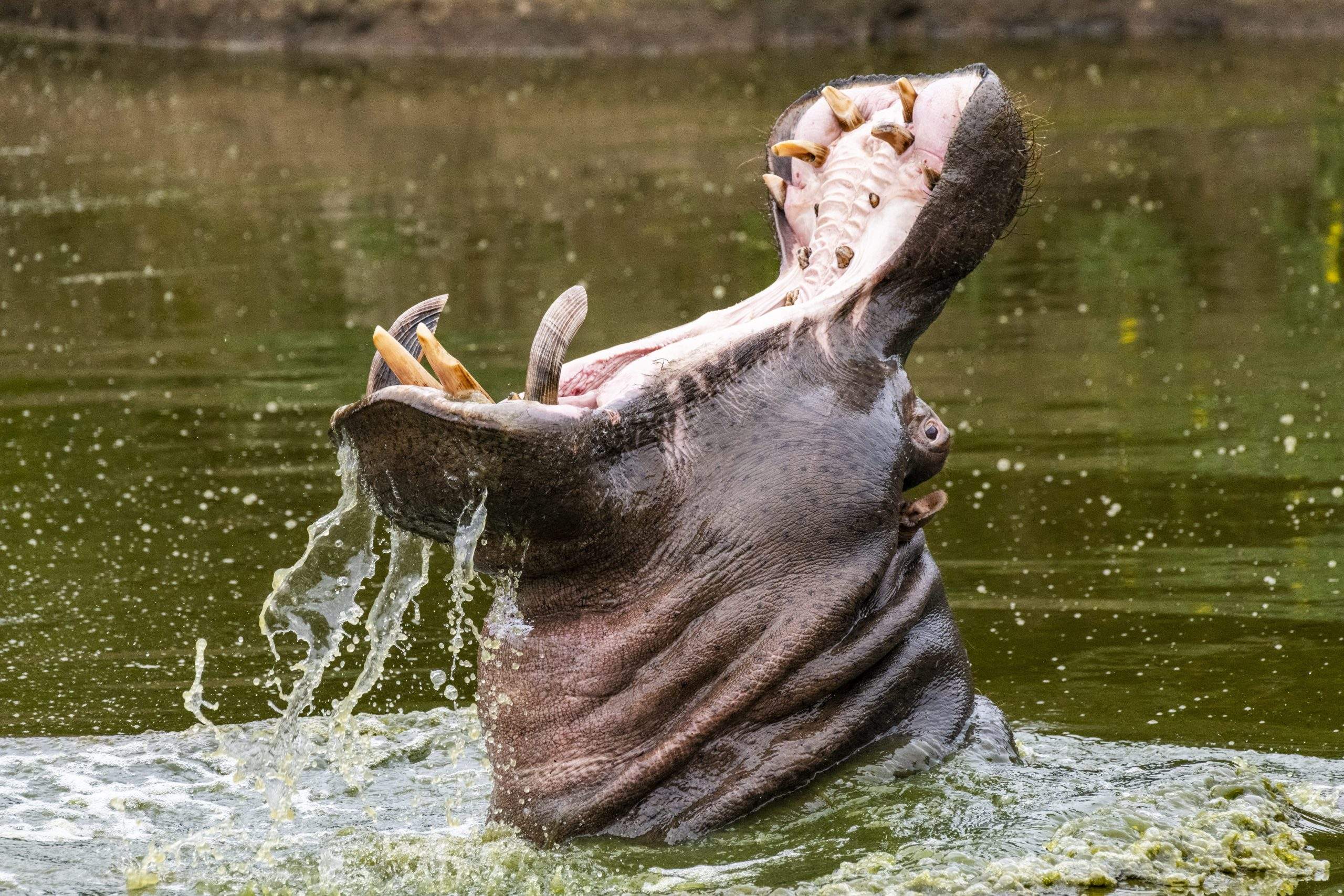 Wildlife & Travel Photojournalism
