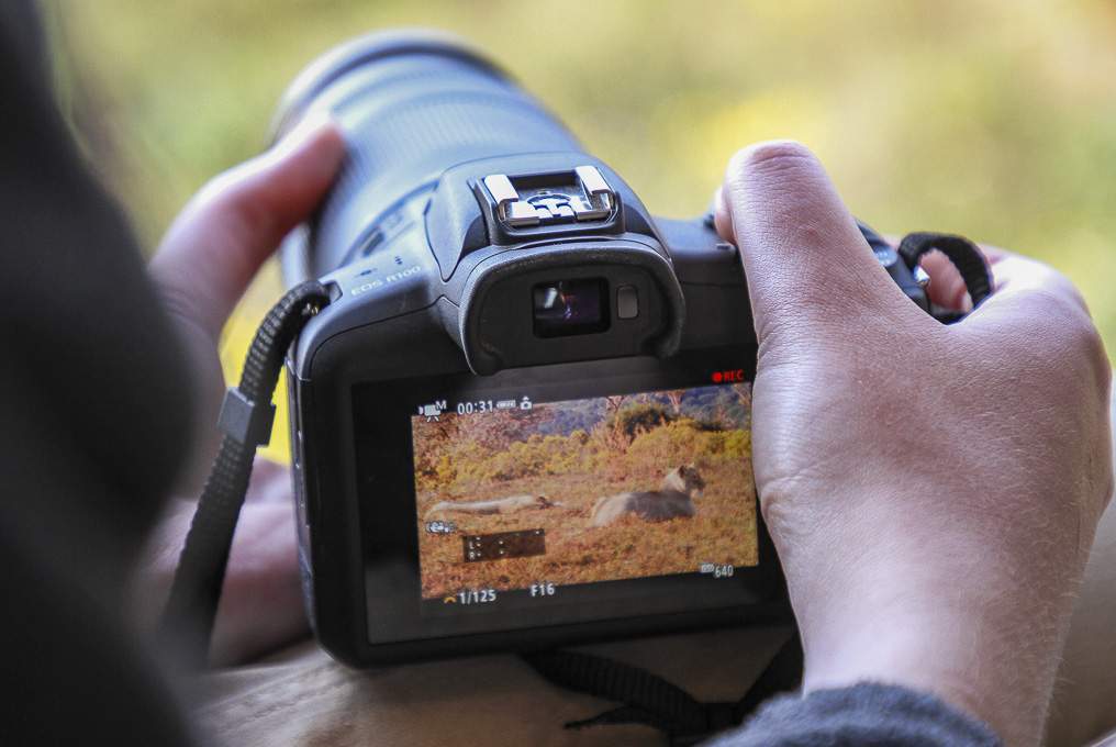 Wildlife filmmaking course camera