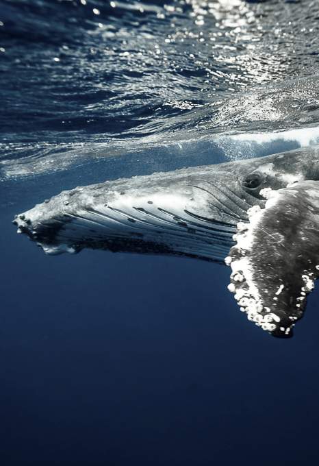 Underwater videography course whale