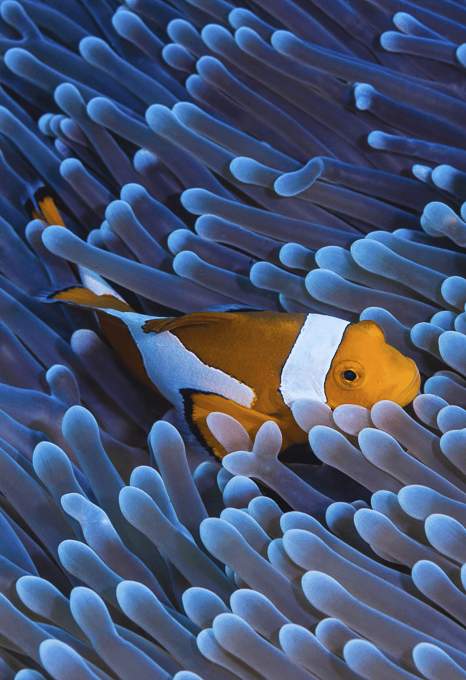 Underwater photography course fish