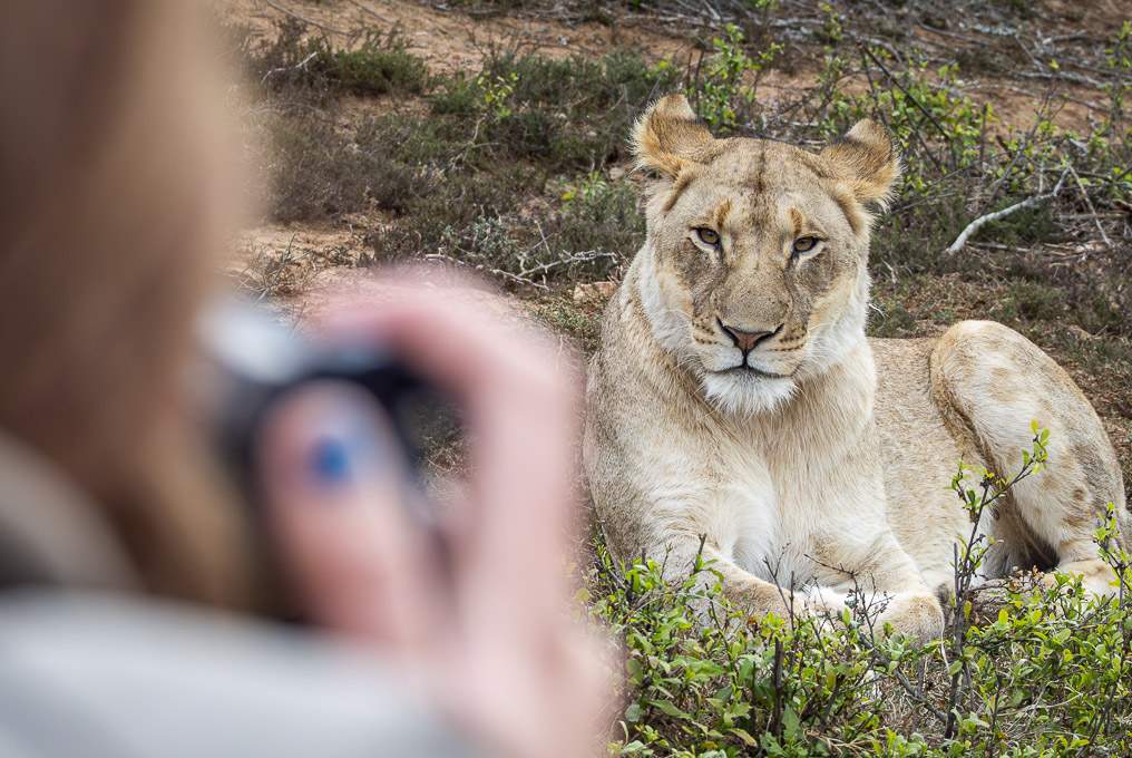 Wildlife photography course camera lion