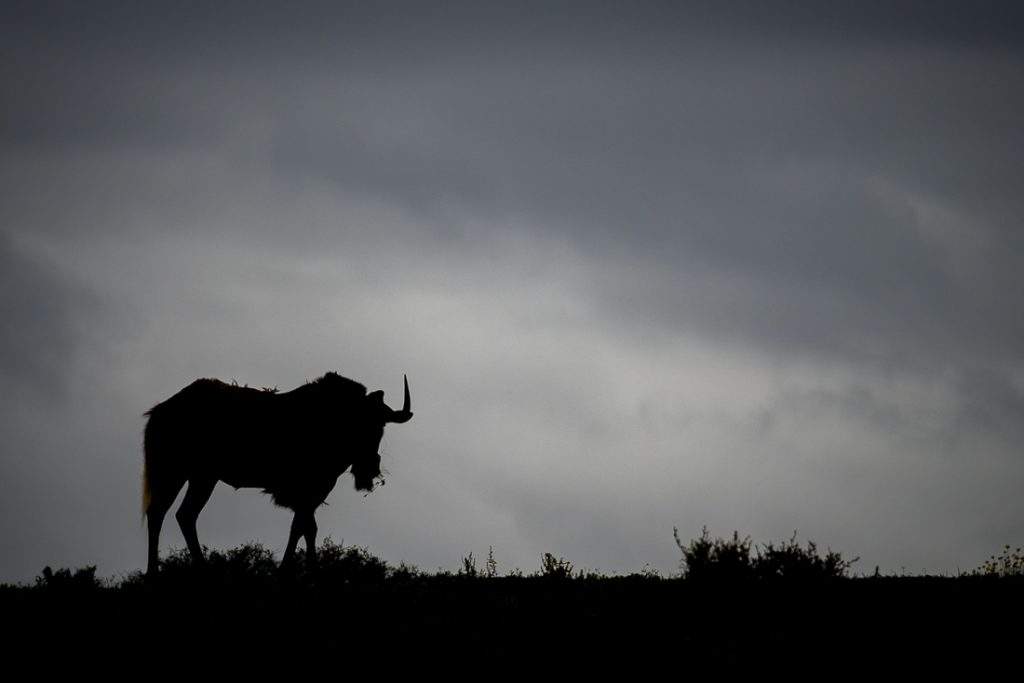 Wildebeest silhouette photo