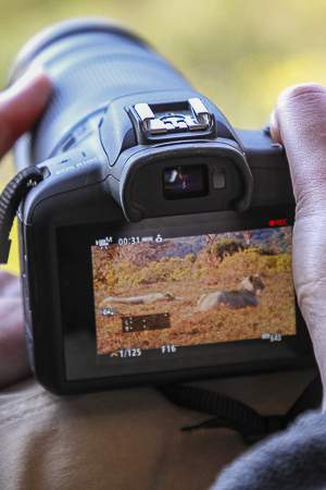 Lions on camera screen