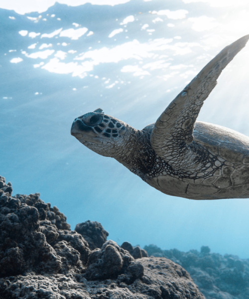 Wildlife Photography & Filmmaking Courses Turtle underwater