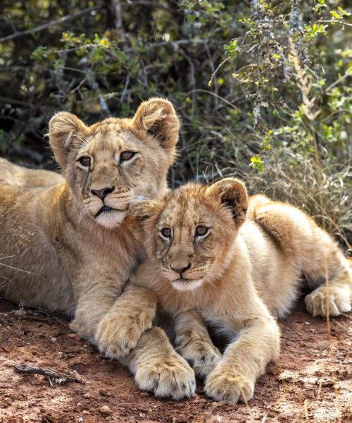 Lion cubs peacefully cuddling with their paws resting on one another