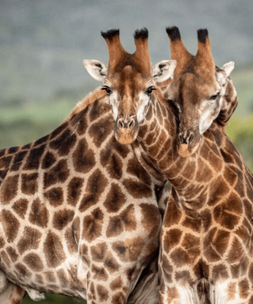 Wildlife media courses photography filmmaking giraffes