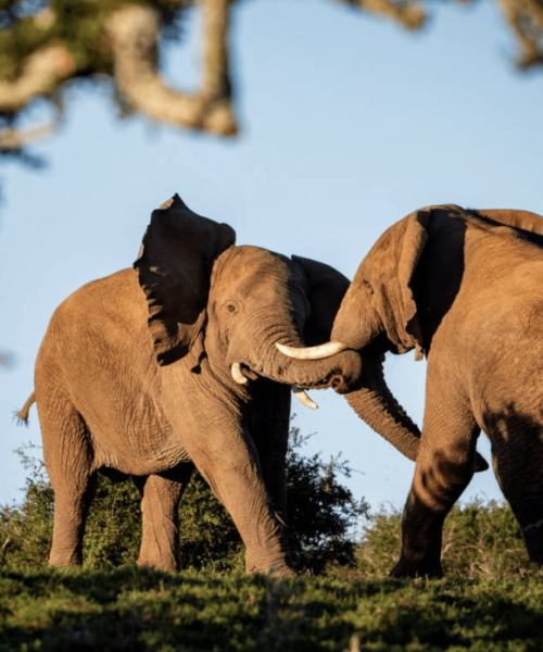 African elephants jostling during a wildlife safari in South Africa