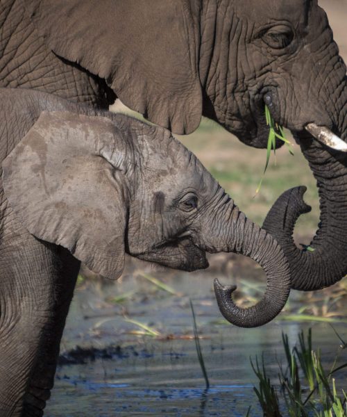 Elephants Wildlife Photography & Filmmaking Courses