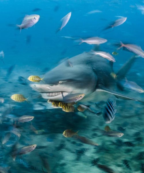 Shark and fish underwater filmmaking photography