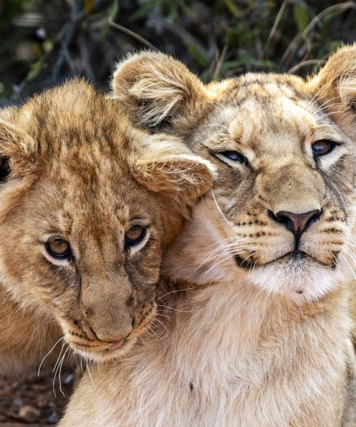 Lion cubs Wildlife Photography & Filmmaking Courses
