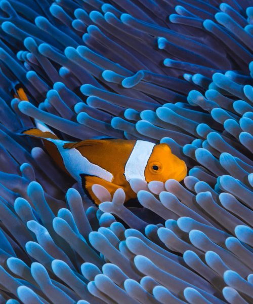 Clownfish fish in coral underwater media courses